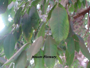  (Ficus thonningii - Hosam00145)  @11 [ ] Copyright (2011) Dr. Hosam Elansary Alexandria University