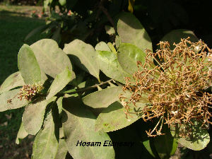  (Ixora undulata - Hosam00155)  @11 [ ] Copyright (2011) Dr. Hosam Elansary Alexandria University