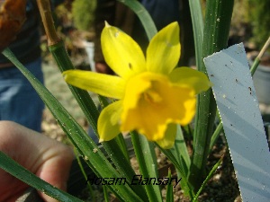  (Narcissus jonquilla - Hosam00338)  @11 [ ] Copyright (2013) Dr. Hosam Elansary Alexandria University