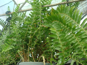  ( - Hosam00404)  @11 [ ] Copyright (2013) Dr. Hosam Elansary Alexandria University