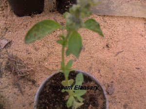  ( - Hosam00193)  @11 [ ] Copyright (2011) Dr. Hosam Elansary Alexandria University