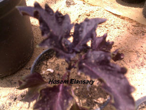  ( - Hosam00195)  @11 [ ] Copyright (2011) Dr. Hosam Elansary Alexandria University