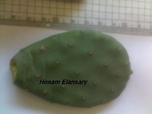  (Opuntia ficus-indica - Hosam00206)  @11 [ ] Copyright (2011) Dr. Hosam Elansary Alexandria University