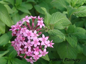  ( - Hosam00276)  @11 [ ] Copyright (2013) Dr. Hosam Elansary Alexandria University