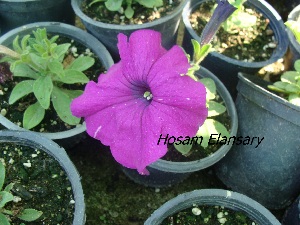  (Petunia integrifolia subsp. inflata - Hosam00324)  @11 [ ] Copyright (2013) Dr. Hosam Elansary Alexandria University
