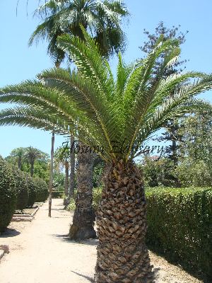  (Phoenix canariensis - Hosam00055)  @11 [ ] Copyright (2010) Dr. Hosam Elansary Alexandria University