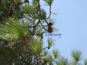  (Pinus canariensis - Hosam00051)  @13 [ ] Copyright (2010) Dr. Hosam Elansary Alexandria University