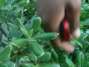  ( - Hosam00358)  @11 [ ] Copyright (2013) Dr. Hosam Elansary Alexandria University