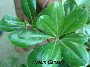  ( - Hosam00359)  @11 [ ] Copyright (2013) Dr. Hosam Elansary Alexandria University