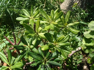  ( - Hosam00290)  @11 [ ] Copyright (2013) Dr. Hosam Elansary Alexandria University