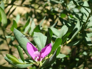  (Polygala myrtifolia - Hosam00017)  @11 [ ] Copyright (2010) Dr. Hosam Elansary Alexandria University