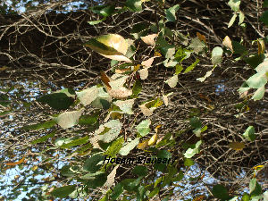  (Pyrus calleryana - Hosam00157)  @11 [ ] Copyright (2011) Dr. Hosam Elansary Alexandria University