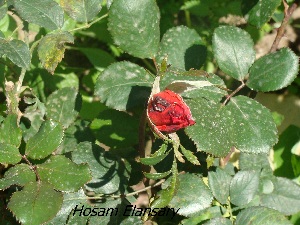  (Rosa hybrida - Hosam00293)  @11 [ ] Copyright (2013) Dr. Hosam Elansary Alexandria University