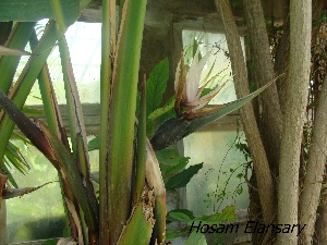  ( - Hosam00294)  @11 [ ] Copyright (2013) Dr. Hosam Elansary Alexandria University