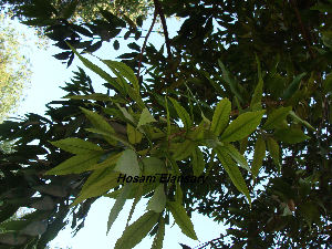  (Ficus drupacea - Hosam00176)  @11 [ ] Copyright (2011) Dr. Hosam Elansary Alexandria University