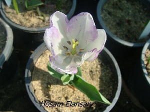  (Tulipa HE.1 - Hosam00339)  @11 [ ] Copyright (2013) Dr. Hosam Elansary Alexandria University