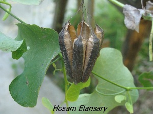  (Aristolochia littoralis - Hosam00231)  @11 [ ] Copyright (2013) Dr. Hosam Elansary Alexandria University