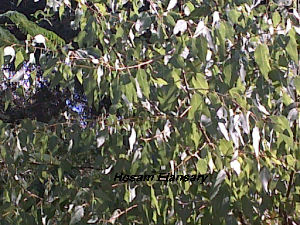  (Populus euphratica - Hosam00132)  @11 [ ] Copyright (2011) Dr. Hosam Elansary Alexandria University