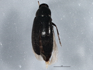  ( - BIOUG07152-H03)  @14 [ ] CreativeCommons - Attribution (2013) CBG Photography Group Centre for Biodiversity Genomics