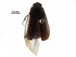  ( - BIOUG07426-A02)  @14 [ ] CreativeCommons - Attribution (2016) CBG Photography Group Centre for Biodiversity Genomics