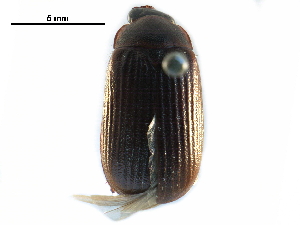  ( - BIOUG07704-E03)  @13 [ ] CreativeCommons - Attribution (2016) CBG Photography Group Centre for Biodiversity Genomics