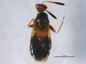  (Pilophorus piceicola - BIOUG07661-G07)  @13 [ ] CreativeCommons - Attribution (2014) CBG Photography Group Centre for Biodiversity Genomics