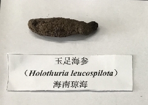  (Holothuria leucospilota - HRR02)  @11 [ ] Copyright (2018) Hu Ranran Chinese Academy of Inspection and Quarantine