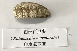  (Bohadschia marmorata - HRR03)  @11 [ ] Copyright (2018) Hu Ranran Chinese Academy of Inspection and Quarantine
