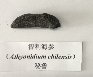  (Athyonidium chilensis - HRR06)  @11 [ ] Copyright (2018) Hu Ranran Chinese Academy of Inspection and Quarantine