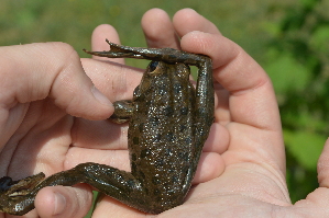  ( - HRWF4_5)  @11 [ ] CreativeCommons - Attribution Non-Commercial Share-Alike (2021) Unspecified Varazdin City Museum