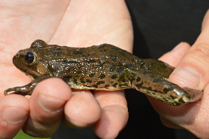  ( - HRWF4_5)  @11 [ ] CreativeCommons - Attribution Non-Commercial Share-Alike (2021) Unspecified Varazdin City Museum