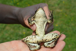  ( - HRWF4_5)  @11 [ ] CreativeCommons - Attribution Non-Commercial Share-Alike (2021) Unspecified Varazdin City Museum