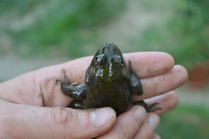  ( - HRWF4_9)  @11 [ ] CreativeCommons - Attribution Non-Commercial Share-Alike (2021) Unspecified Varazdin City Museum