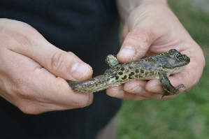  ( - HRWF4_9)  @11 [ ] CreativeCommons - Attribution Non-Commercial Share-Alike (2021) Unspecified Varazdin City Museum