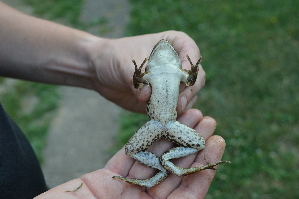  ( - HRWF4_9)  @11 [ ] CreativeCommons - Attribution Non-Commercial Share-Alike (2021) Unspecified Varazdin City Museum