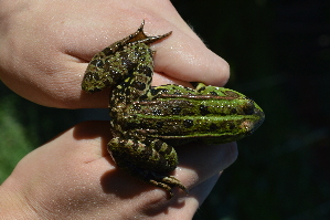  ( - HRWF5_23)  @11 [ ] CreativeCommons - Attribution Non-Commercial Share-Alike (2021) Unspecified Varazdin City Museum