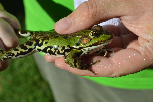  ( - HRWF5_23)  @11 [ ] CreativeCommons - Attribution Non-Commercial Share-Alike (2021) Unspecified Varazdin City Museum