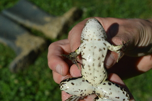  ( - HRWF5_23)  @11 [ ] CreativeCommons - Attribution Non-Commercial Share-Alike (2021) Unspecified Varazdin City Museum