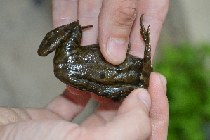  ( - HRWF7_24)  @11 [ ] CreativeCommons - Attribution Non-Commercial Share-Alike (2021) Unspecified Varazdin City Museum