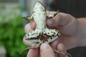  ( - HRWF7_24)  @11 [ ] CreativeCommons - Attribution Non-Commercial Share-Alike (2021) Unspecified Varazdin City Museum