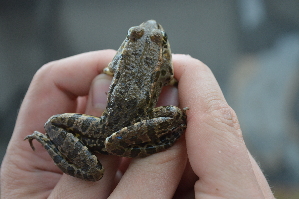  ( - HRWF7_25)  @11 [ ] CreativeCommons - Attribution Non-Commercial Share-Alike (2021) Unspecified Varazdin City Museum