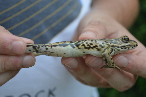  ( - HRWF7_25)  @11 [ ] CreativeCommons - Attribution Non-Commercial Share-Alike (2021) Unspecified Varazdin City Museum