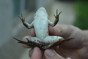  ( - HRWF7_25)  @11 [ ] CreativeCommons - Attribution Non-Commercial Share-Alike (2021) Unspecified Varazdin City Museum