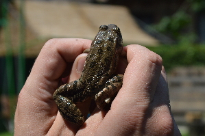  ( - HRWF7_27)  @11 [ ] CreativeCommons - Attribution Non-Commercial Share-Alike (2021) Unspecified Varazdin City Museum