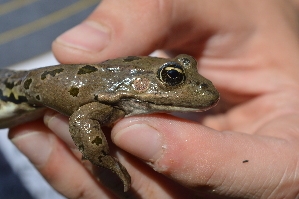 ( - HRWF7_27)  @11 [ ] CreativeCommons - Attribution Non-Commercial Share-Alike (2021) Unspecified Varazdin City Museum