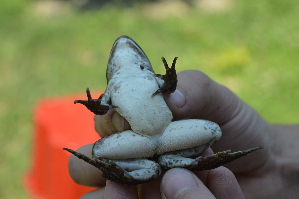  ( - HRWF7_27)  @11 [ ] CreativeCommons - Attribution Non-Commercial Share-Alike (2021) Unspecified Varazdin City Museum