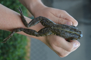  ( - HRWF7_8)  @11 [ ] CreativeCommons - Attribution Non-Commercial Share-Alike (2021) Unspecified Varazdin City Museum