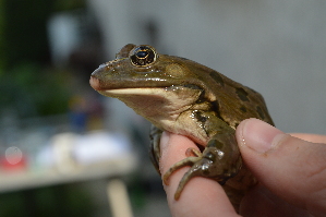  ( - HRWF7_8)  @11 [ ] CreativeCommons - Attribution Non-Commercial Share-Alike (2021) Unspecified Varazdin City Museum
