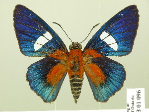  (Yanguna thelersa - HESP-EB 01 096)  @15 [ ] Copyright (2010) Ernst Brockmann Research Collection of Ernst Brockmann