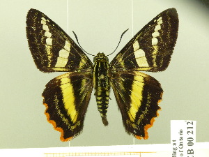  (Pseudocroniades machaon - HESP-EB 00 212)  @14 [ ] Copyright (2010) Ernst Brockmann Research Collection of Ernst Brockmann